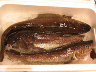 kantara